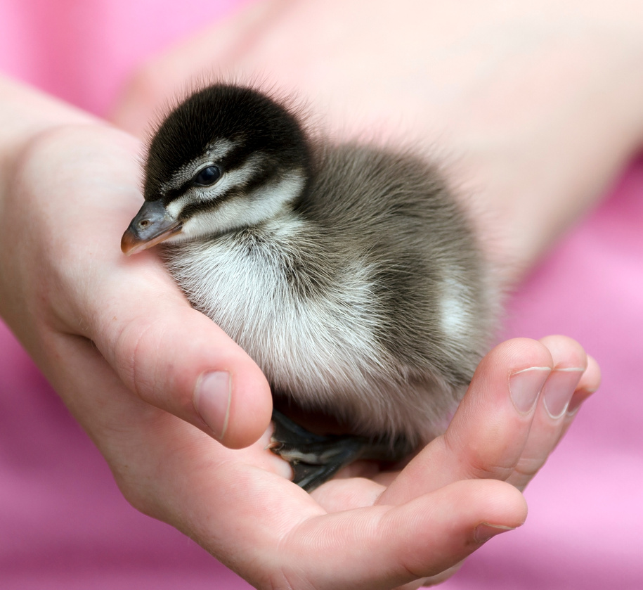 Bird in hand