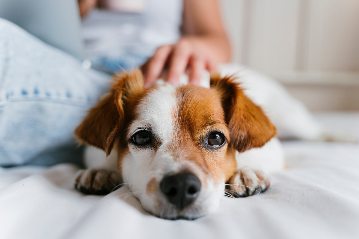 Woman Petting Dog at Home